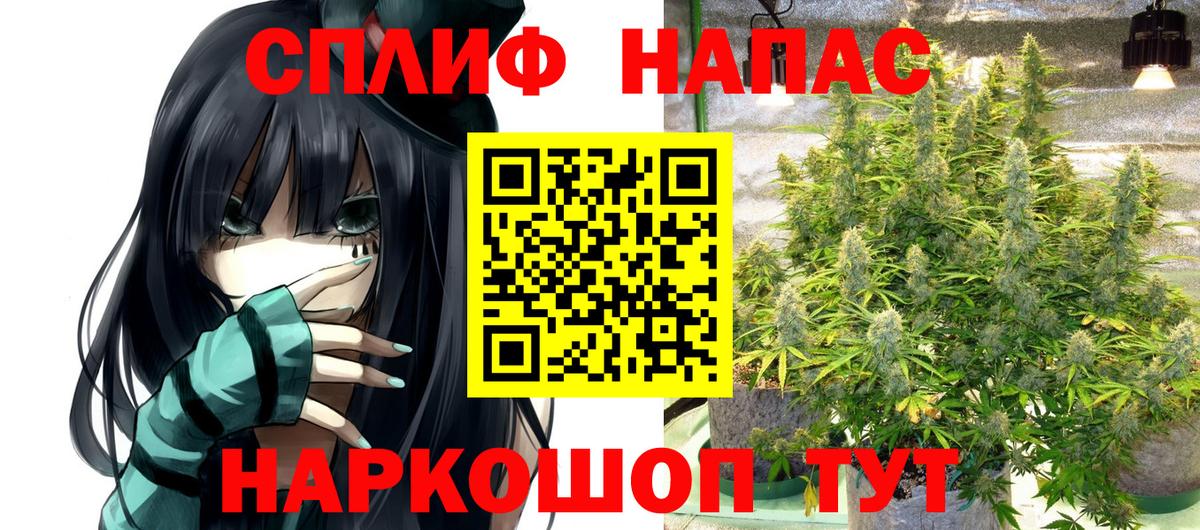 Бошки Шишки план Курчалой